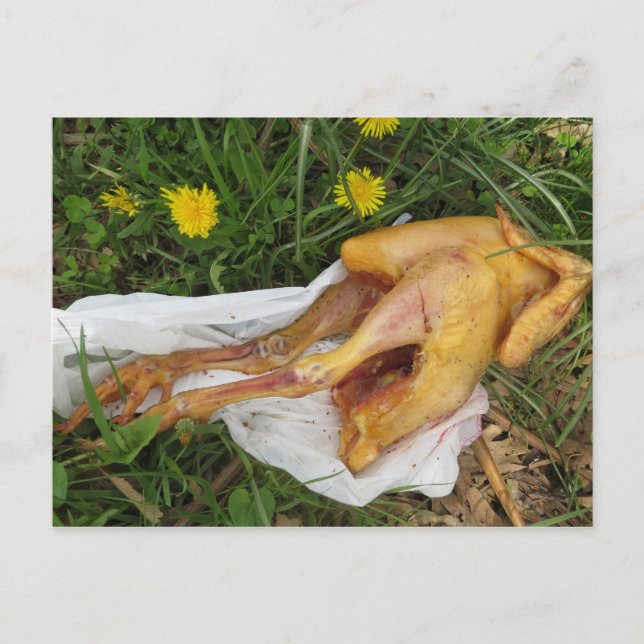 Discarded Chicken Postcard (Front)