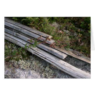 Discarded lobster pot ribs, rejoining nature cards