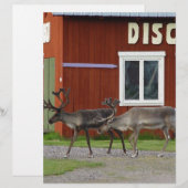 DISCO DEER (Front/Back)