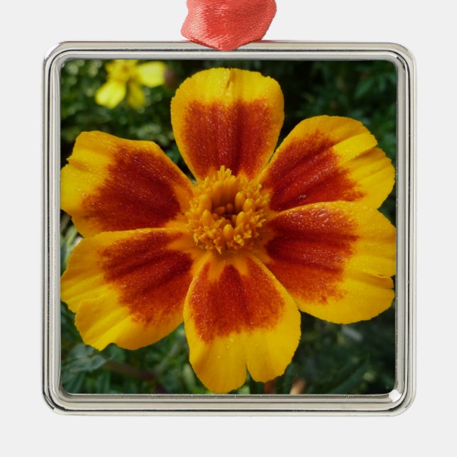 Disco Marigold Orange and Red Summer Flower Metal Ornament (Front)