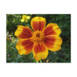 Disco Marigold Orange and Red Summer Flower Postcard