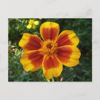 Disco Marigold Orange and Red Summer Flower Postcard