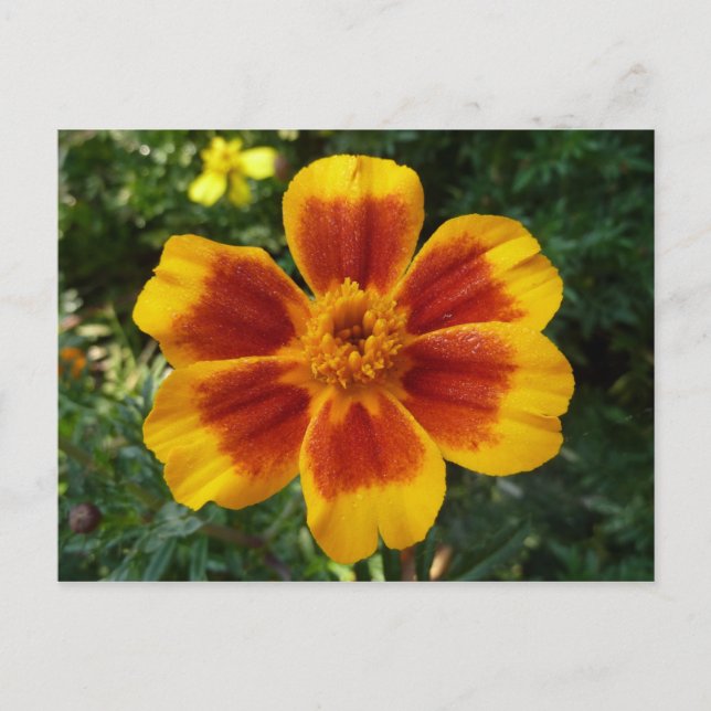 Disco Marigold Orange and Red Summer Flower Postcard (Front)