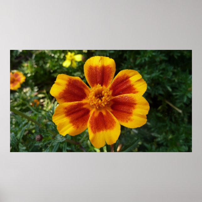 Disco Marigold Orange and Red Summer Flower Poster (Front)