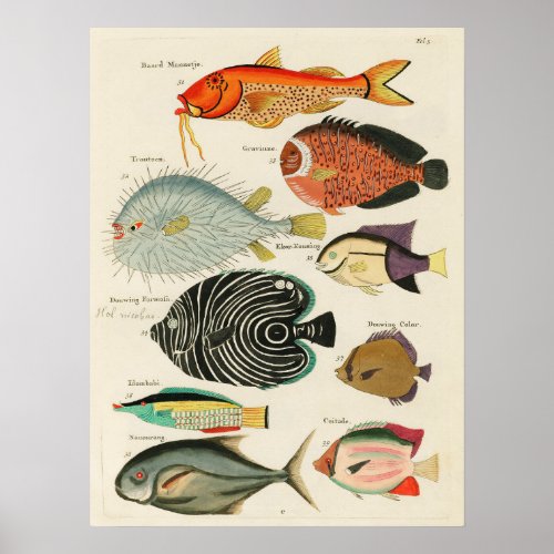 Discover the Colorful Marine Life Vintage Poster Poster