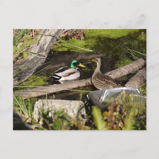 Discovery Park Ducks Postcard (Front)