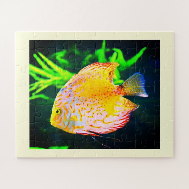 Discus fish animal jigsaw puzzle (Horizontal)