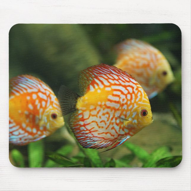 discus fish, aquarium, freshwater mouse pad (Front)