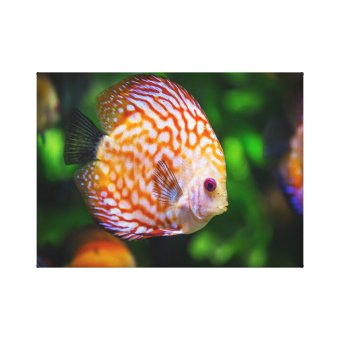 Discus fish canvas print | Zazzle