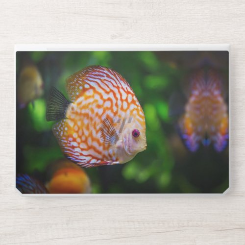 Discus fish HP laptop skin