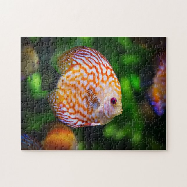 Discus fish jigsaw puzzle (Horizontal)