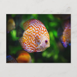 Discus fish postcard