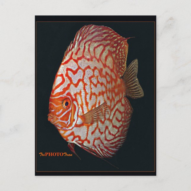 discus fish postcard (Front)