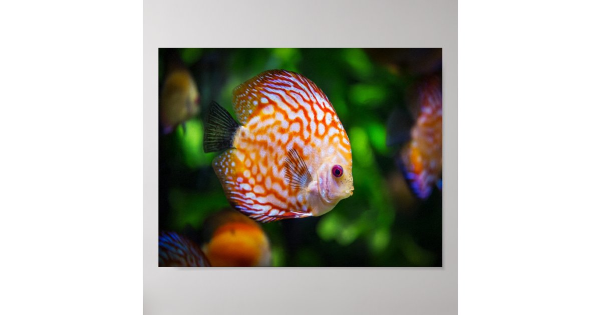 Discus fish poster | Zazzle