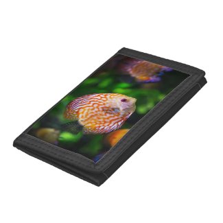Discus fish