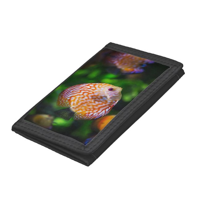 Discus fish trifold wallet (Bottom)