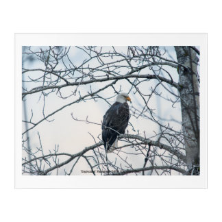 Disgruntled Acrylic Print