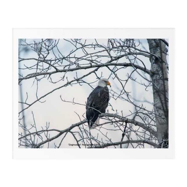 Disgruntled Acrylic Print (Front)