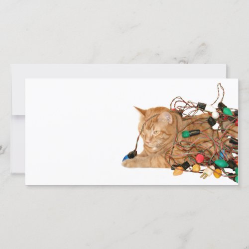 Disgruntled Christmas cat Holiday Card