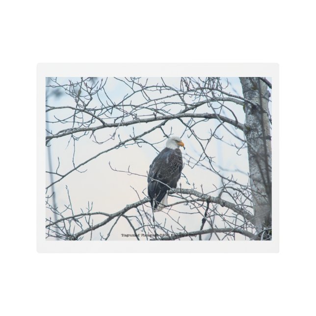 Disgruntled Metal Print (Front)