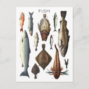 Display of different types of fish postcard