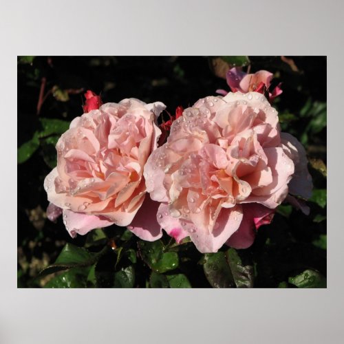 Distant Drums Shrub Rose 142 Poster