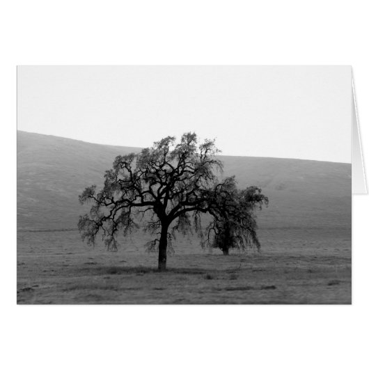Distant Tree (Black & White) Cards (Front Horizontal)