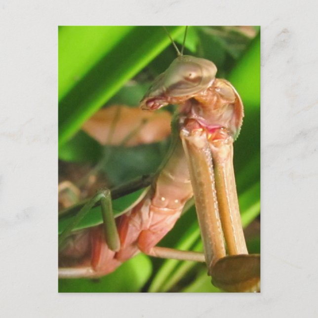 Distracted Mantis b ~ postcard (Front)