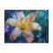Distressed Lily Art Postcard