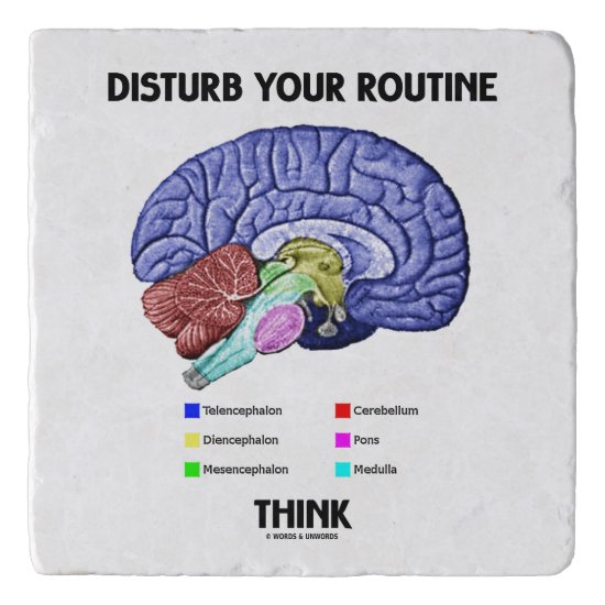 Disturb Your Routine Think Brain Anatomy Advice Trivet