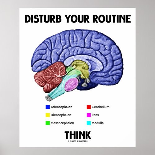 Disturb Your Routine Think Brain Anatomy Poster