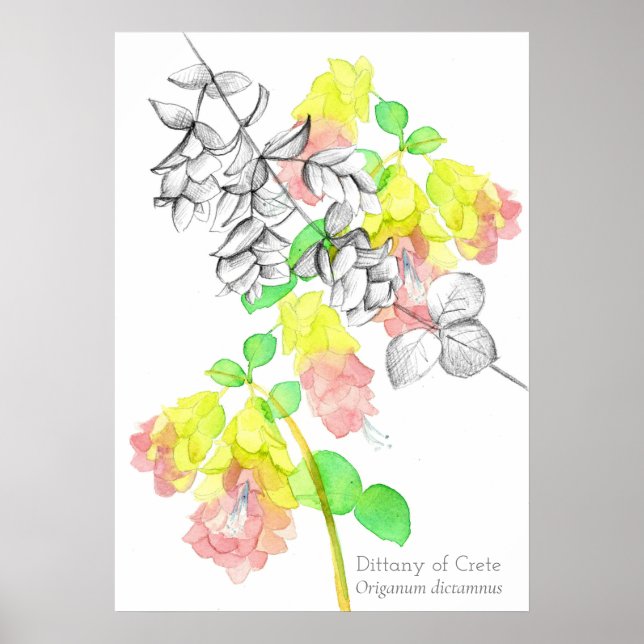 Dittany Of Crete Origanum dictamnus Botanical Poster (Front)