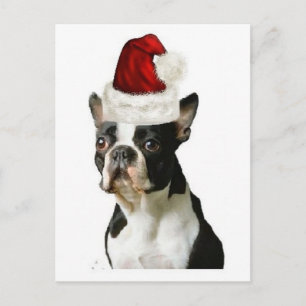 Ditzy Dogs~Original Postcard~Boston Terrier Postcard