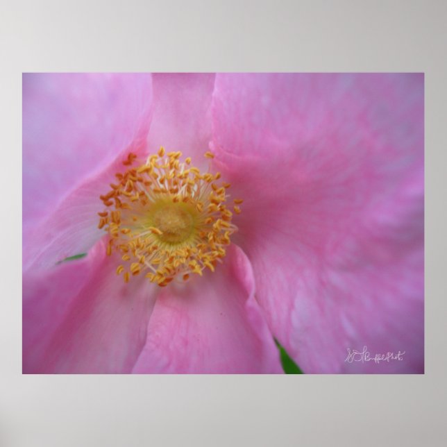 Dive into the Flower Zone! Poster (Front)