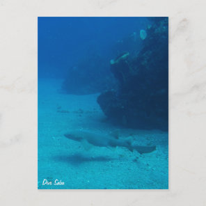 Dive Saba postcard-Nurse shark Postcard