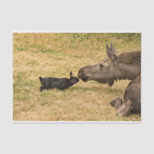 Diversity Tissue Paper