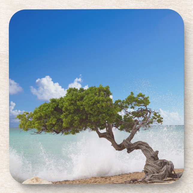 Divi Divi Tree, Eagle Beach, Aruba, Caribbean Beverage Coaster (Front)