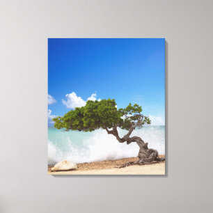 Divi Divi Tree, Eagle Beach, Aruba, Caribbean Canvas Print