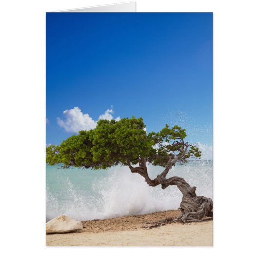 Divi Divi Tree, Eagle Beach, Aruba, Caribbean Cards (Front)