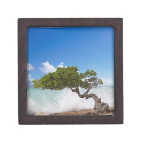 Divi Divi Tree Eagle Beach Aruba Caribbean Jewelry Box