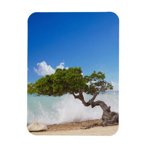 Divi Divi Tree Eagle Beach Aruba Caribbean Magnet