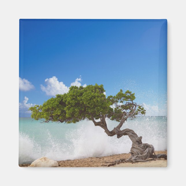 Divi Divi Tree, Eagle Beach, Aruba, Caribbean Magnet (Front)