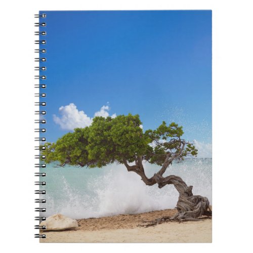 Divi Divi Tree Eagle Beach Aruba Caribbean Notebook