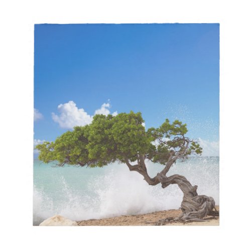 Divi Divi Tree Eagle Beach Aruba Caribbean Notepad