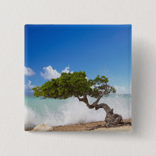 Divi Divi Tree, Eagle Beach, Aruba, Caribbean Pinback Button