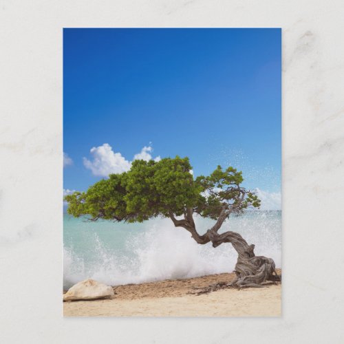 Divi Divi Tree Eagle Beach Aruba Caribbean Postcard
