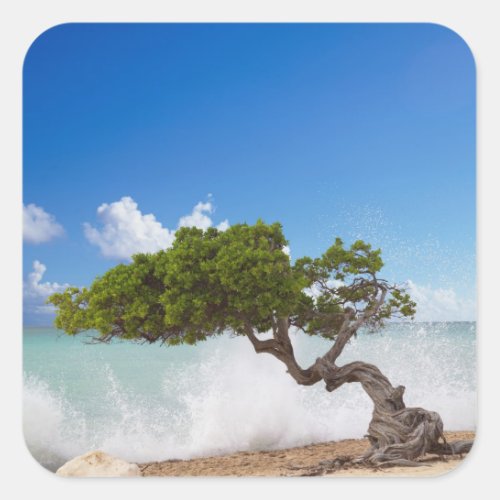 Divi Divi Tree Eagle Beach Aruba Caribbean Square Sticker