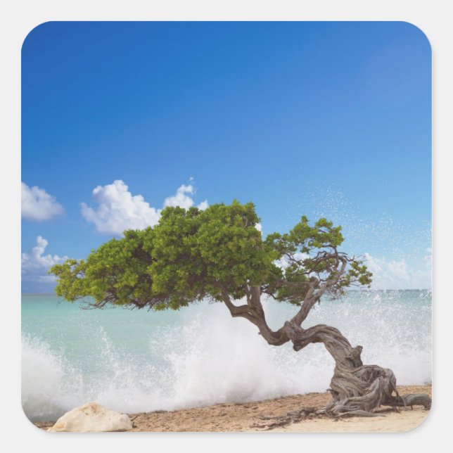 Divi Divi Tree, Eagle Beach, Aruba, Caribbean Square Sticker (Front)