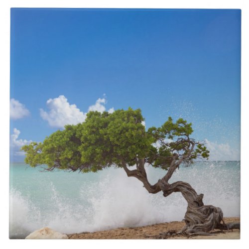 Divi Divi Tree Eagle Beach Aruba Caribbean Tile