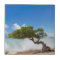 Divi Divi Tree, Eagle Beach, Aruba, Caribbean